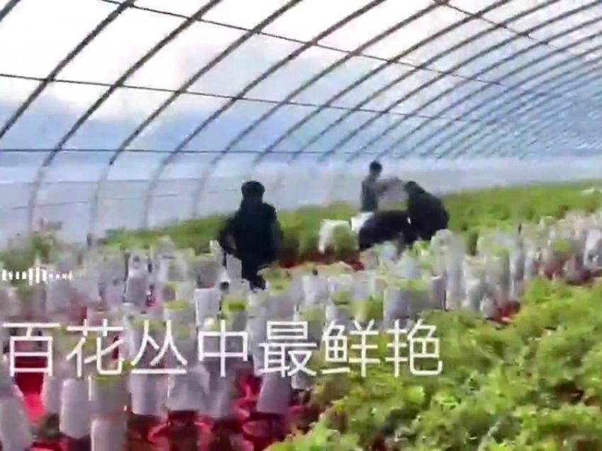 點(diǎn)擊查看詳細(xì)信息<br>標(biāo)題：盆栽牡丹培育基地視頻展示 閱讀次數(shù)：1283