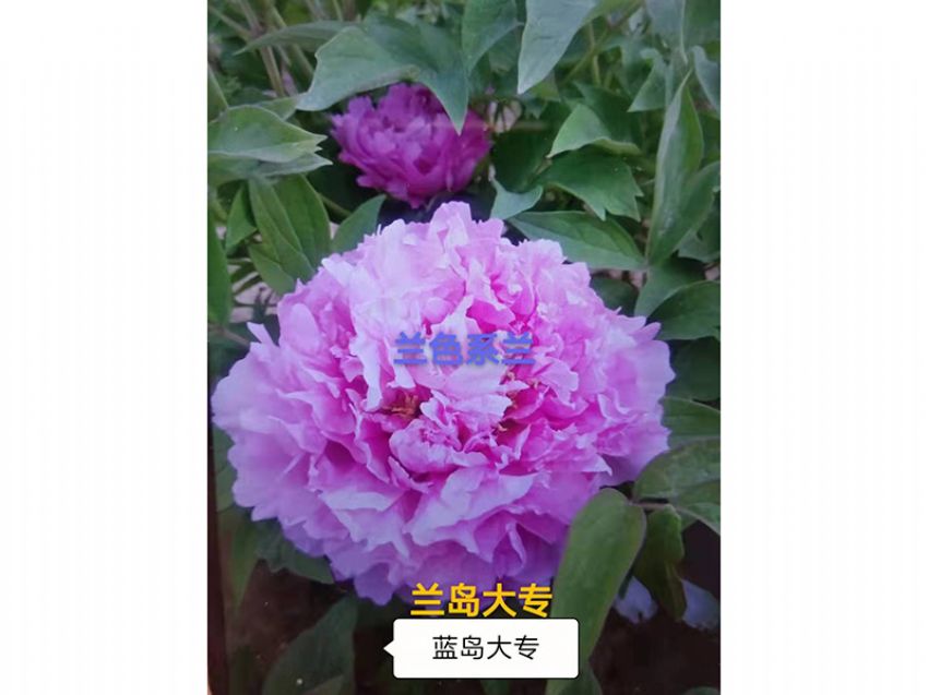 點(diǎn)擊查看詳細(xì)信息<br>標(biāo)題：藍(lán)島大專(zhuān) 閱讀次數(shù)：735