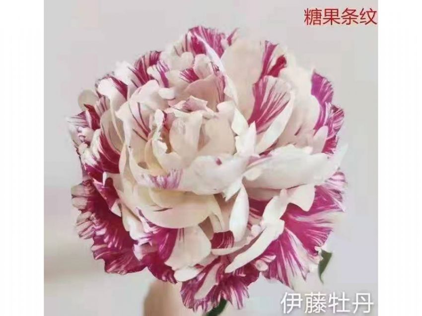 點(diǎn)擊查看詳細(xì)信息<br>標(biāo)題：伊藤牡丹 閱讀次數(shù)：769