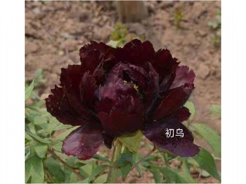 點(diǎn)擊查看詳細(xì)信息<br>標(biāo)題：初烏 閱讀次數(shù)：739