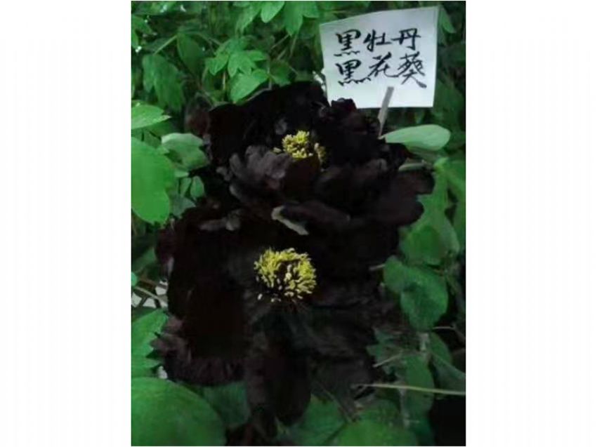 點(diǎn)擊查看詳細(xì)信息<br>標(biāo)題：黑花魁 閱讀次數(shù)：739