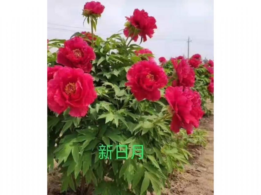 點(diǎn)擊查看詳細(xì)信息<br>標(biāo)題：新日月 閱讀次數(shù)：736