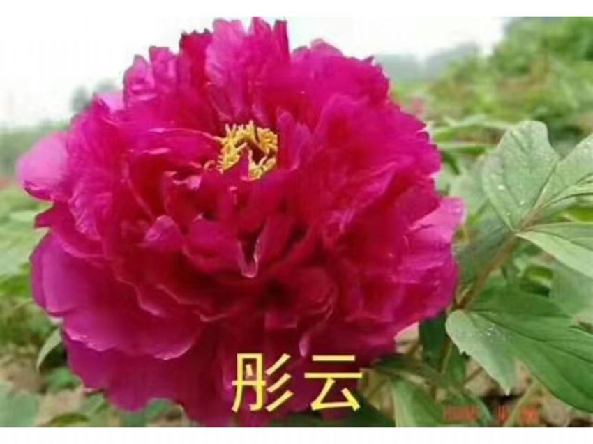 點(diǎn)擊查看詳細(xì)信息<br>標(biāo)題：彤云 閱讀次數(shù)：764