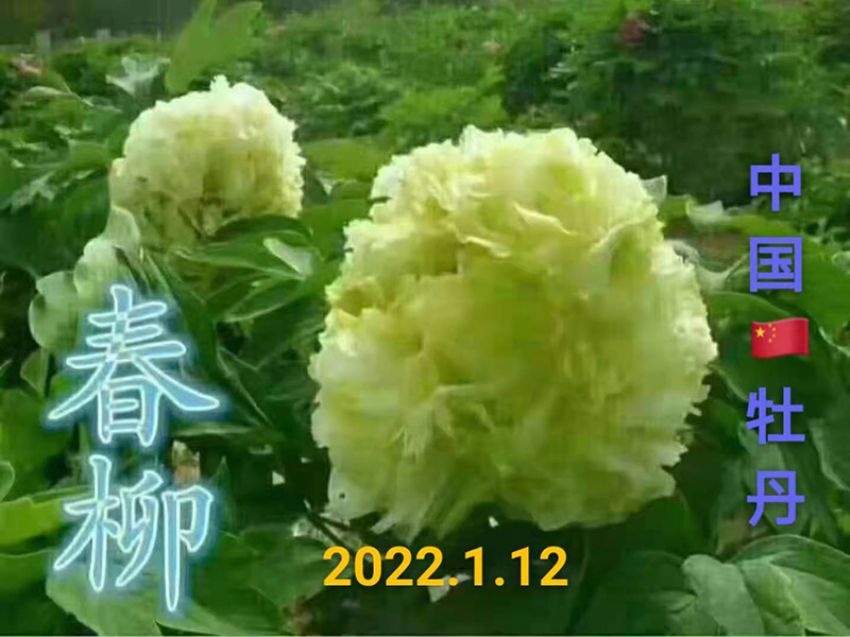 點(diǎn)擊查看詳細(xì)信息<br>標(biāo)題：春柳 閱讀次數(shù)：753