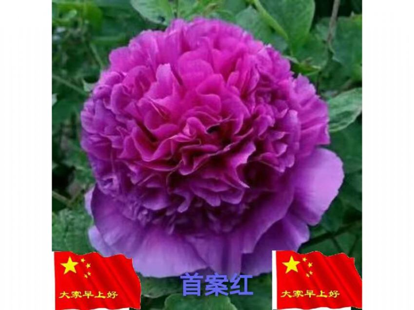 點(diǎn)擊查看詳細(xì)信息<br>標(biāo)題：首案紅 閱讀次數(shù)：739