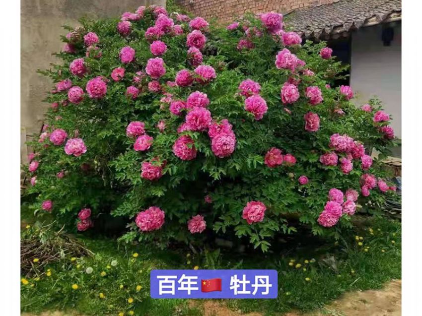 點(diǎn)擊查看詳細(xì)信息<br>標(biāo)題：百年牡丹王 閱讀次數(shù)：809