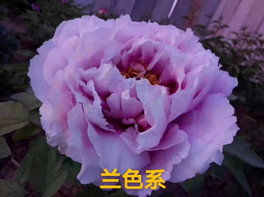 點(diǎn)擊查看詳細(xì)信息<br>標(biāo)題：蘭色系 閱讀次數(shù)：755