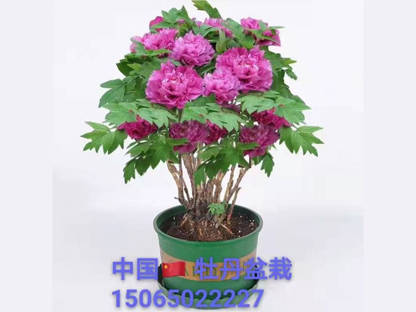 點(diǎn)擊查看詳細(xì)信息<br>標(biāo)題：盆栽牡丹 閱讀次數(shù)：744